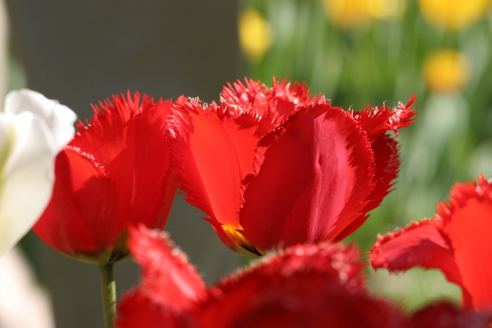 Tulipes a Morges 2007 - 090